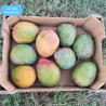 Mangue Kent BIO | Andalousie