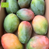 Mangue Keitt 5kg | Culture Naturelle d'Andalousie