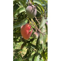 Mangue Kent BIO | Andalousie