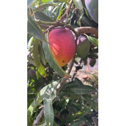 Mangue Kent BIO | Andalousie
