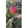 Mangue Kent BIO | Andalousie