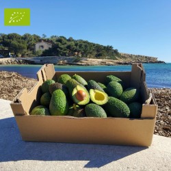 Avocat Hass BIO 5kg | d'Andalousie
