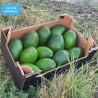 Avocat Bacon Bio 2kg | Avocat bio crémeux d'Andalousie