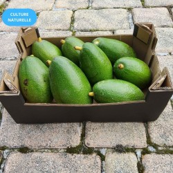 Avocat Bacon Bio 5kg | Avocat bio crémeux d'Andalousie