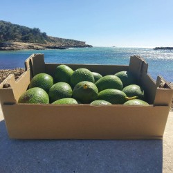 Avocat Bacon Bio 5kg | Avocat bio crémeux d'Andalousie