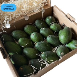 CAGETTE AVOCAT BACON (CN) 5KG