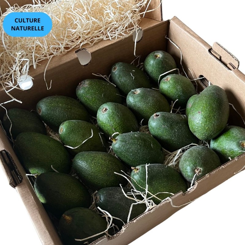 CAGETTE AVOCAT BACON (CN) 5KG