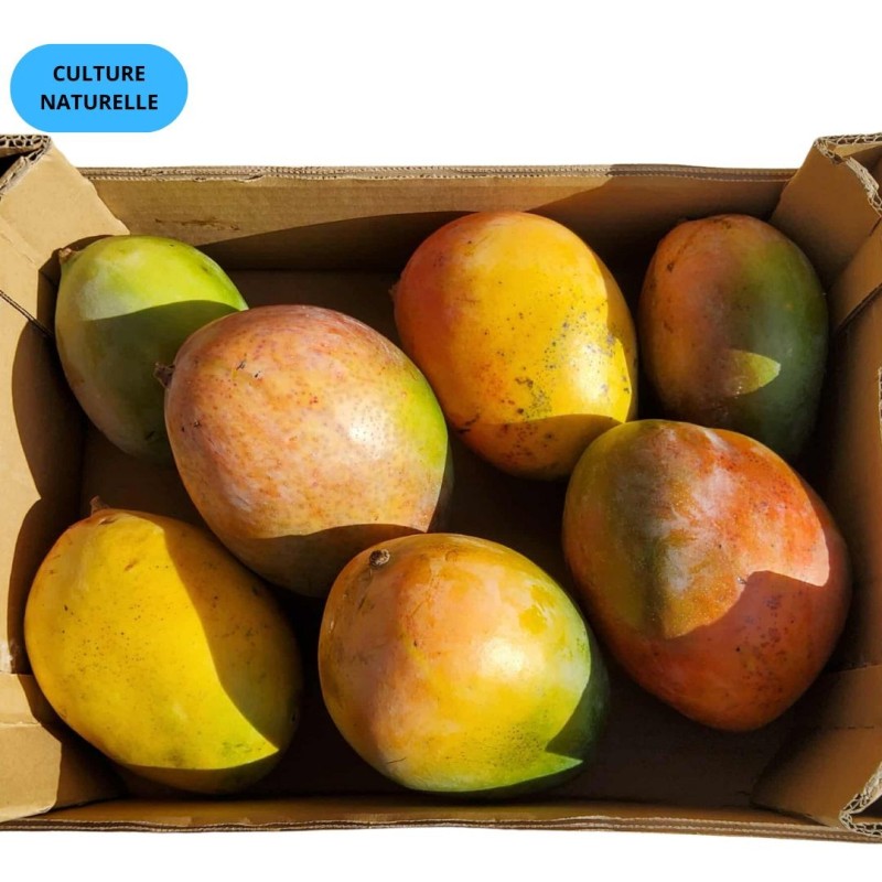 CAGETTE MANGUE KEITT EXTRA (CN) 4,8KG
