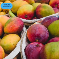 Mangue Sensation 4,8kg | Culture naturelle