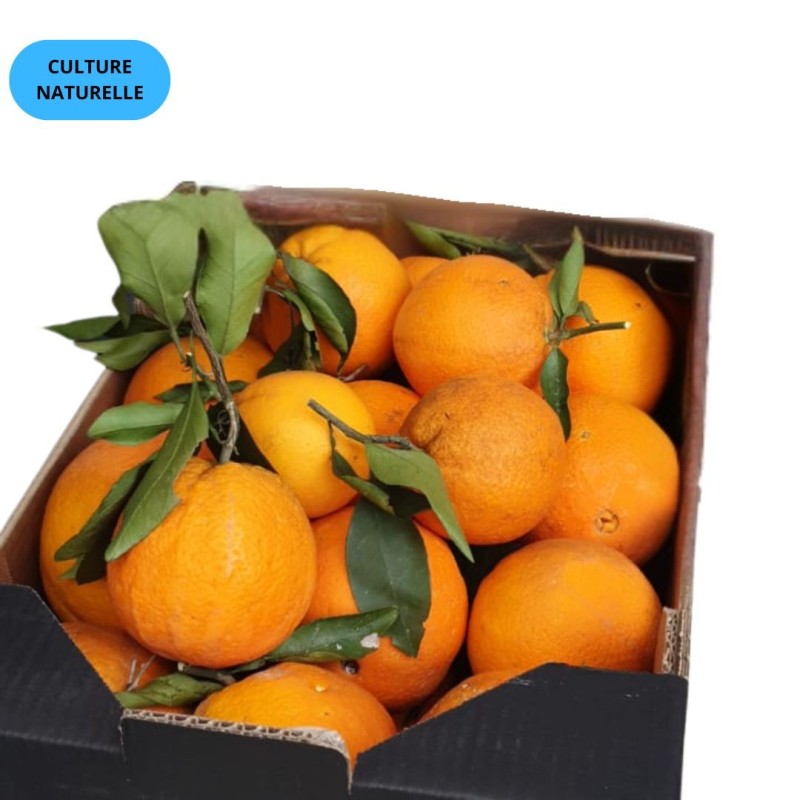 ORANGE NAVELINE (CN) (CAT EXTRA) (5KG)