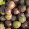 Fruit de la Passion Bio 1,8kg | Extra, bio d'Andalousie