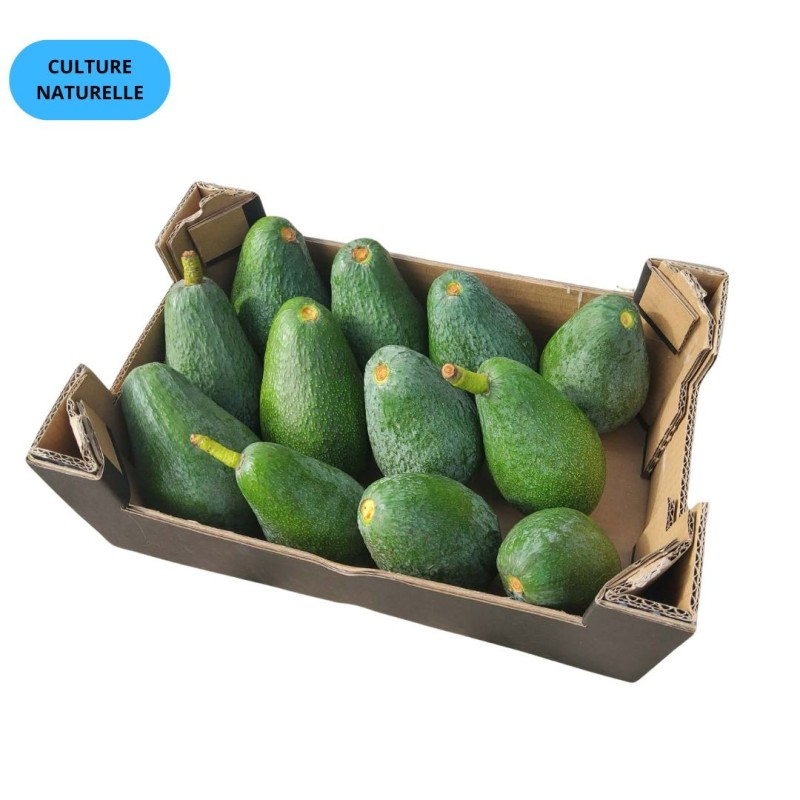 CAGETTE AVOCAT FUERTE (CN) (CAT EXTRA) 2KG