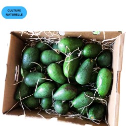Avocat Fuerte Premium 5kg | Culture Naturelle Andalousie
